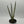 Sansevieria 'Bantel's Sensation'