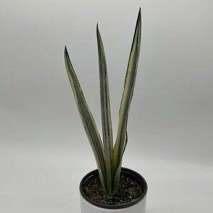 Sansevieria 'Bantel's Sensation'