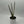 Sansevieria 'Bantel's Sensation'