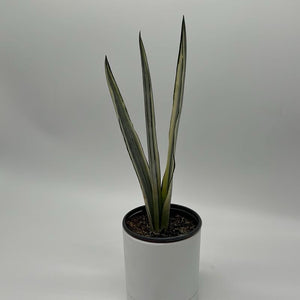 Sansevieria 'Bantel's Sensation'