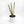 Sansevieria 'Bantel's Sensation'