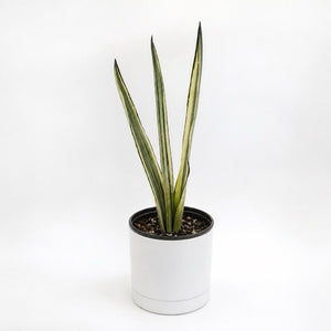 Sansevieria 'Bantel's Sensation'