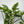 Philodendron Deja Vu