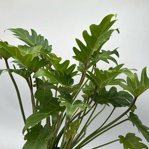 Philodendron Deja Vu