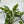 Philodendron Deja Vu