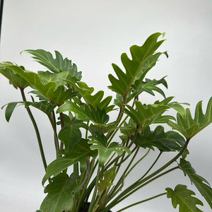 Philodendron Deja Vu