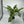 Philodendron Deja Vu