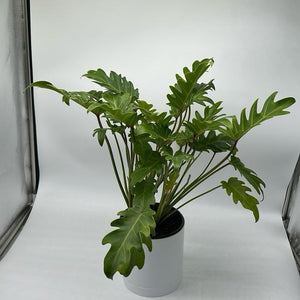 Philodendron Deja Vu