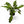 Philodendron Deja Vu