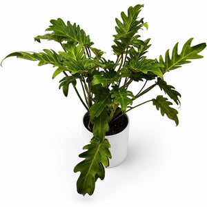 Philodendron Deja Vu