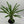Madagascar Palm
