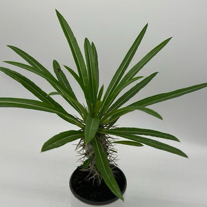 Madagascar Palm