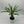 Madagascar Palm