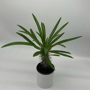 Madagascar Palm