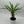 Madagascar Palm