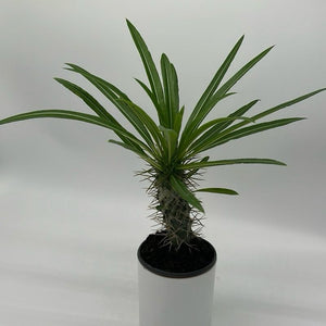 Madagascar Palm
