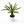 Madagascar Palm