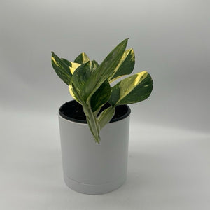 Variegated Monstera ‘Cobra’