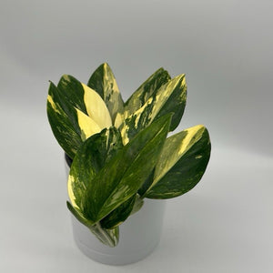 Variegated Monstera ‘Cobra’