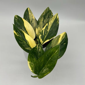 Variegated Monstera ‘Cobra’