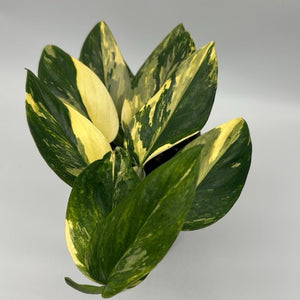 Variegated Monstera ‘Cobra’
