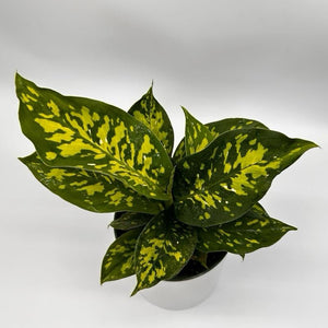 Large Dieffenbachia Reflecta 'Cheetah'