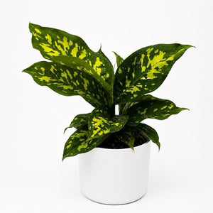 Large Dieffenbachia Reflecta 'Cheetah'