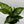Large Dieffenbachia Reflecta 'Cheetah'