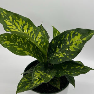 Large Dieffenbachia Reflecta 'Cheetah'