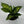 Large Dieffenbachia Reflecta 'Cheetah'