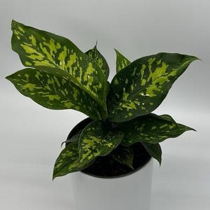 Large Dieffenbachia Reflecta 'Cheetah'
