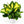 Dieffenbachia 'Camille'