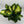 Dieffenbachia 'Camille'