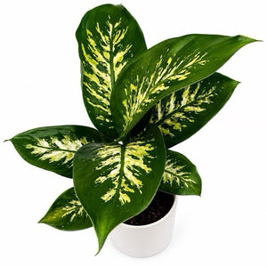 Large Dieffenbachia ‘Puerto Rico’