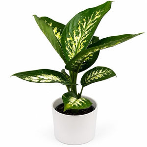 Large Dieffenbachia ‘Puerto Rico’