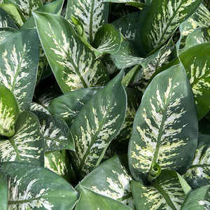 Large Dieffenbachia ‘Puerto Rico’