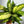 Dieffenbachia ‘Star Bright’