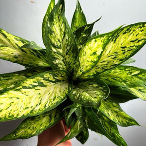 Dieffenbachia ‘Star Bright’