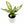 Dieffenbachia ‘Star Bright’