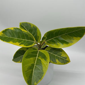 Ficus ‘Yellow Gem’