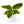 Ficus ‘Yellow Gem’