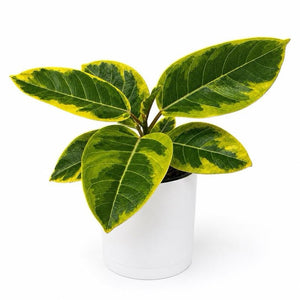 Ficus ‘Yellow Gem’