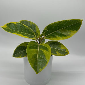 Ficus ‘Yellow Gem’