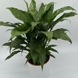 Variegated Peace Lily 'Domino'