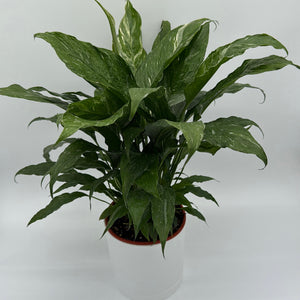 Variegated Peace Lily 'Domino'