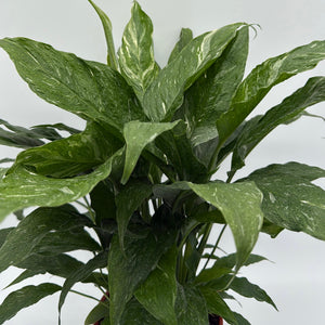 Variegated Peace Lily 'Domino'