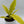 Philodendron Golden Cocodrile