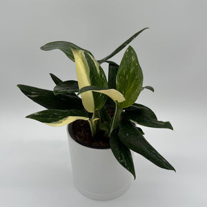 Variegated Monstera Cobra Albo