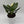Variegated Monstera Cobra Albo