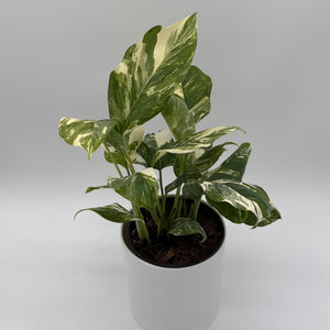 Variegated Monstera Lechleriana